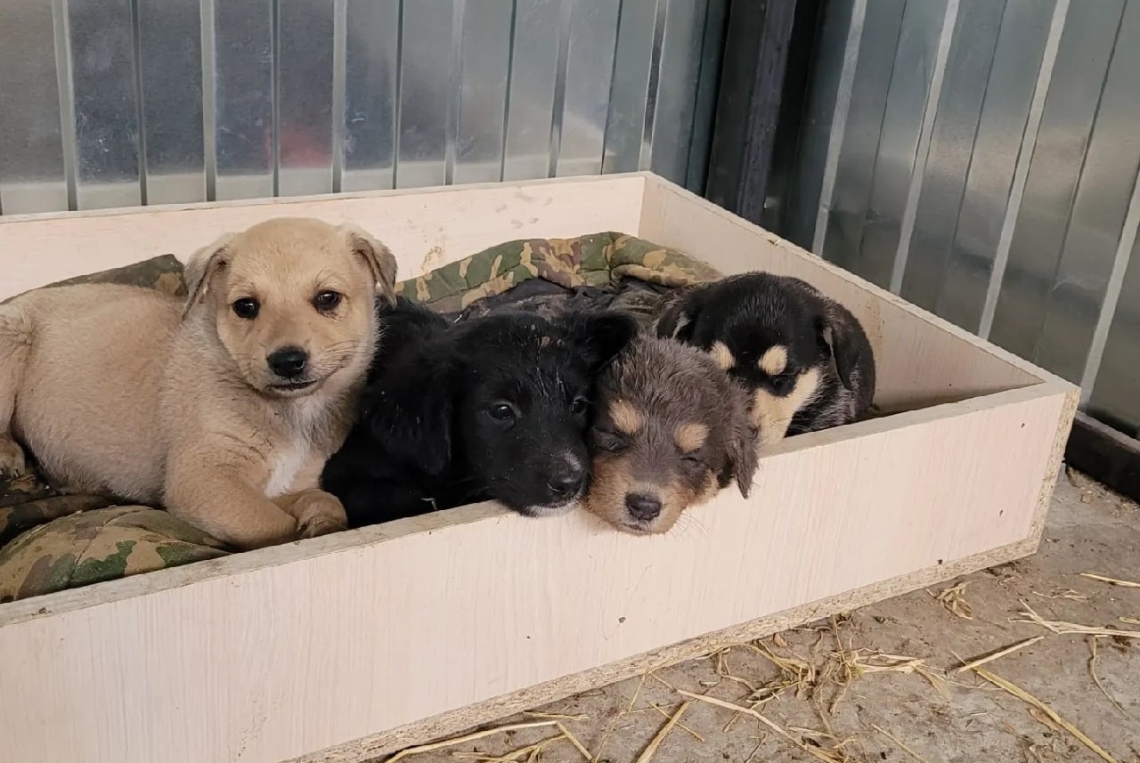 Директора саратовского приюта для животных отправили в колонию за мошенничество с грантами